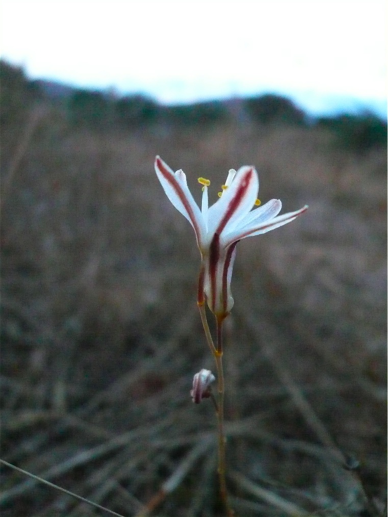 Simethis mattiazzi? no, Urginea fugax